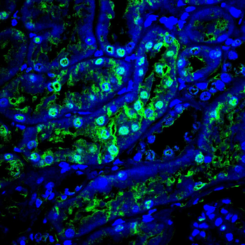 GAPDH Antibody