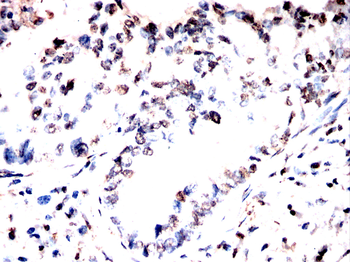 GAPDH Antibody