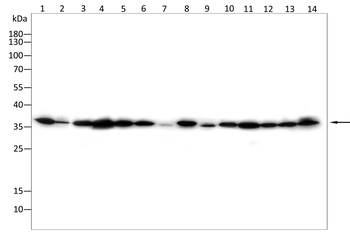 GAPDH Antibody
