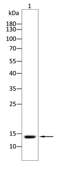 CXCL9 Antibody