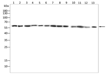 PAK1 Antibody