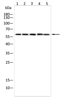 PAK1 Antibody