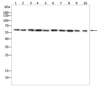 PAK1 Antibody