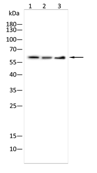 PAK1 Antibody