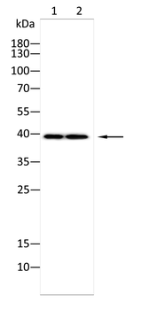 RHO Antibody