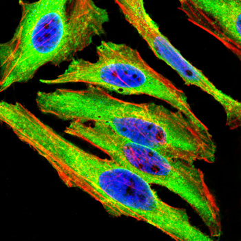 RHO Antibody