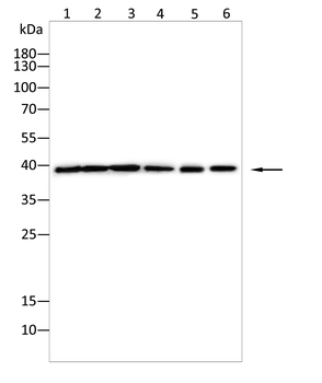 RHO Antibody