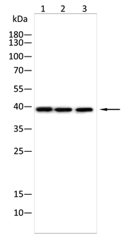 RHO Antibody