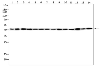 ACAT1 Antibody