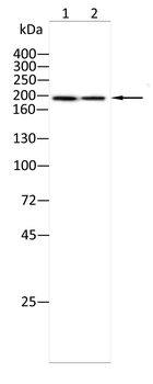 KDM5A Antibody