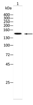 RPTOR Antibody