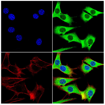 USP9X Antibody