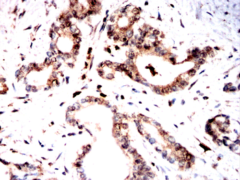 USP9X Antibody