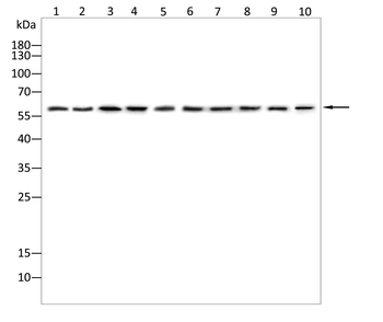 NTRK2 Antibody