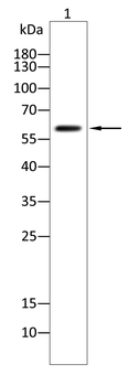 NTRK2 Antibody