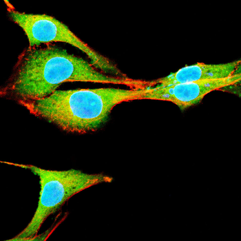 NTRK2 Antibody