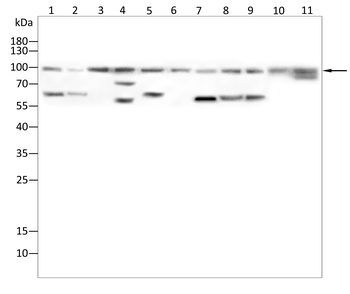 NTRK2 Antibody