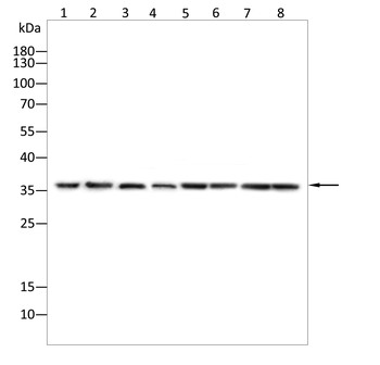 TNNT2 Antibody