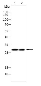 GPX8 Antibody