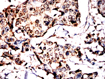GPX8 Antibody