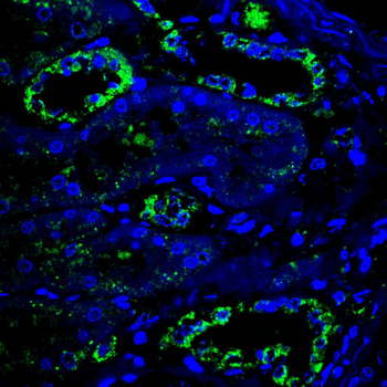 GPX8 Antibody