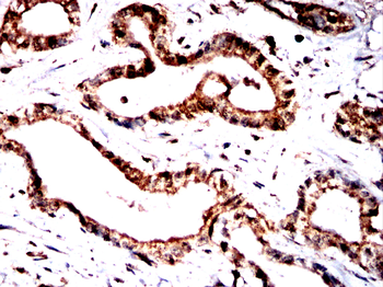 GPX8 Antibody