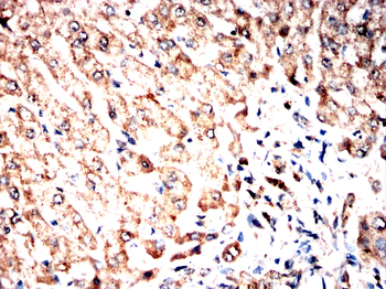 GPX8 Antibody