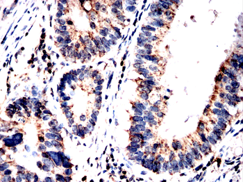 GPX8 Antibody