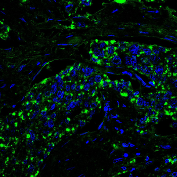 FKBP4 Antibody
