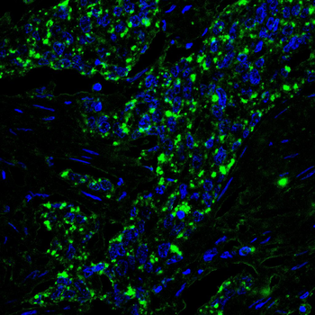FKBP4 Antibody