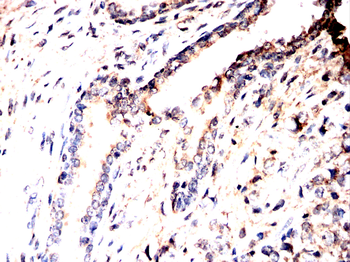 FKBP4 Antibody