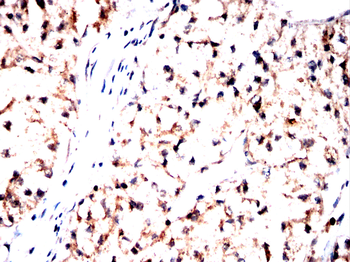 FKBP4 Antibody