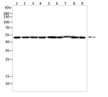 FKBP4 Antibody