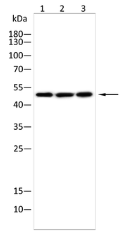 FKBP4 Antibody