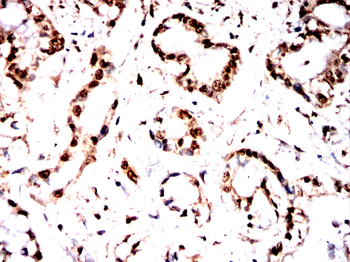 FKBP4 Antibody