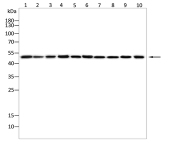 FKBP4 Antibody