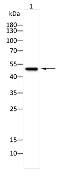 FKBP4 Antibody