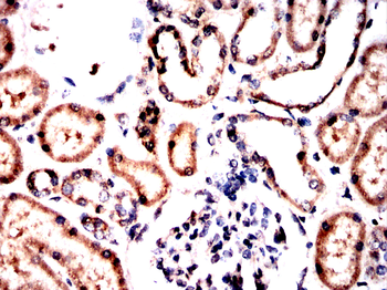 TFPI2 Antibody