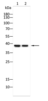 TFPI2 Antibody