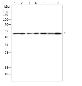 IRF4 Antibody
