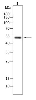 IRF4 Antibody