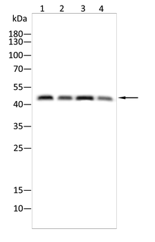 GDF11/MSTN Antibody