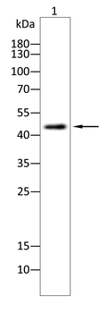 GDF11/MSTN Antibody