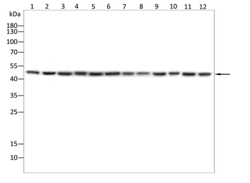GDF11/MSTN Antibody