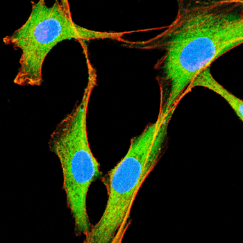 NFATC2 Antibody