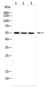 GSDME Antibody