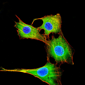 GSDME Antibody