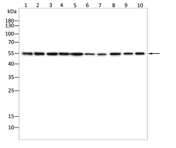 GSDME Antibody