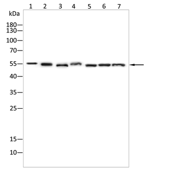 GSDME Antibody
