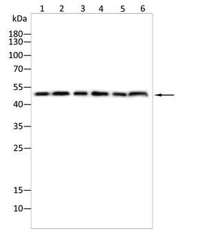 LPL Antibody